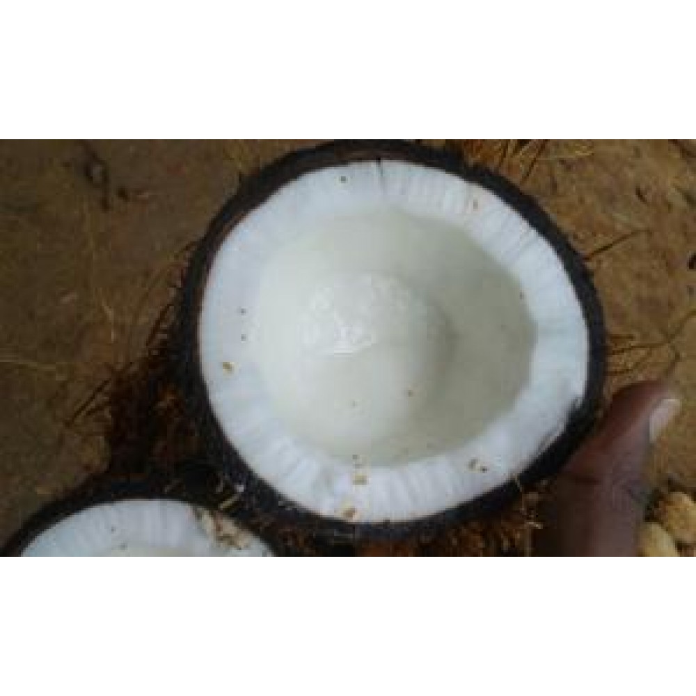 Rock Coconut